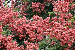 莲花山栾树