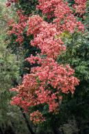 莲花山栾树