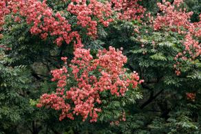 莲花山栾树