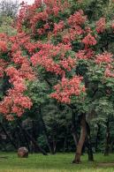 莲花山栾树