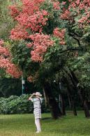 莲花山栾树