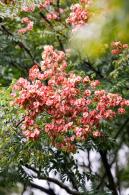 莲花山栾树