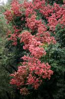 莲花山栾树