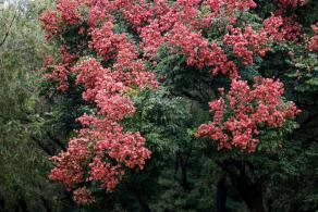 莲花山栾树