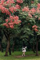 莲花山栾树