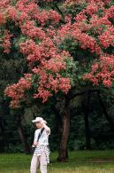 莲花山栾树