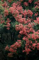 莲花山栾树