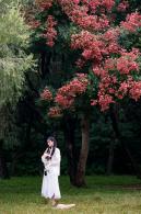 莲花山栾树
