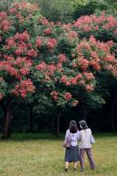 莲花山栾树