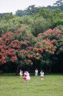 莲花山栾树