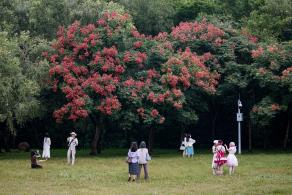莲花山栾树