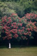 莲花山栾树