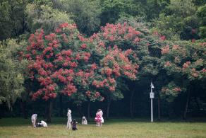 莲花山栾树