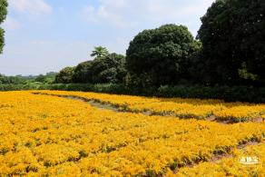 青草排公园