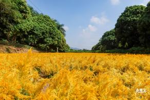 青草排公园