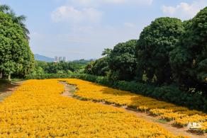 青草排公园