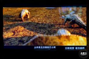 世纪琥珀博物馆