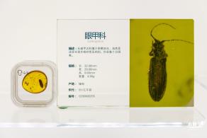 世纪琥珀博物馆