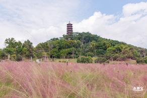 红花山粉黛乱子草