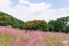 红花山粉黛乱子草