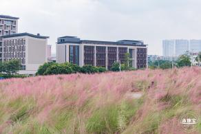红花山粉黛乱子草