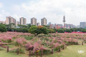 红花山粉黛乱子草