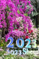 2023深圳簕杜鹃展
