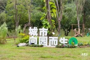 2023深圳簕杜鹃展