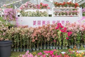 2023深圳簕杜鹃展
