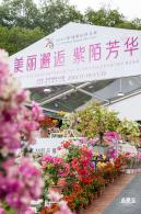 2023深圳簕杜鹃展