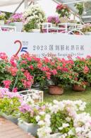 2023深圳簕杜鹃展