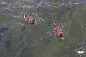 深圳湾公园冬候鸟