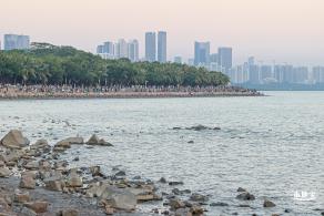 深圳湾公园冬候鸟