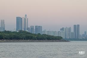 深圳湾公园冬候鸟