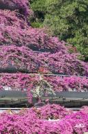 簕杜鹃花海停车场
