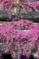 簕杜鹃花海停车场