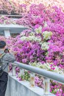 簕杜鹃花海停车场