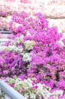 簕杜鹃花海停车场