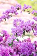 簕杜鹃花海停车场