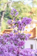 簕杜鹃花海停车场