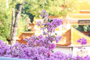 簕杜鹃花海停车场