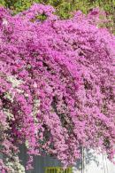 簕杜鹃花海停车场