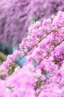 簕杜鹃花海停车场
