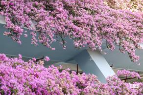 簕杜鹃花海停车场