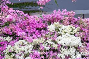 簕杜鹃花海停车场