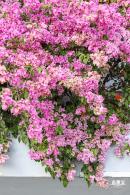 簕杜鹃花海停车场