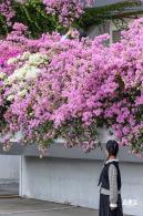 簕杜鹃花海停车场