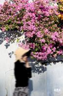 簕杜鹃花海停车场