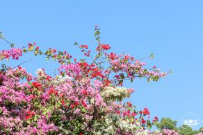 簕杜鹃花海停车场