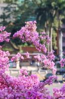 簕杜鹃花海停车场